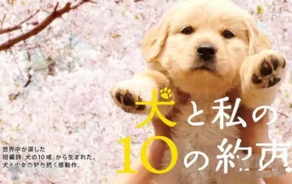 公认5部豆瓣高分温暖治愈系电影