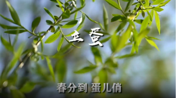 听说春分立鸡蛋成功率高
