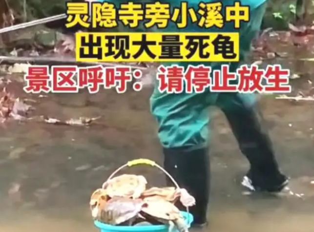 灵隐寺旁小溪中大量放生乌龟死亡