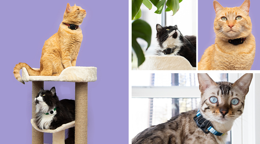 《Tile for Cats》蓝牙追踪器：售价 39.99 美元，猫咪专用的蓝牙追踪器