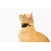 《Tile for Cats》蓝牙追踪器：售价 39.99 美元，猫咪专用的蓝牙追踪器