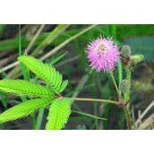 世界之最：最害羞的草——受到外界触碰就会紧闭的含羞草