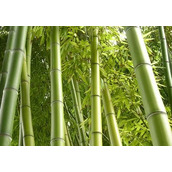 世界之最：长的最快的植物——1天内可以拔高两米的竹子