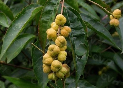 世界之最：最著名的泻药——含有医用价值的巴豆