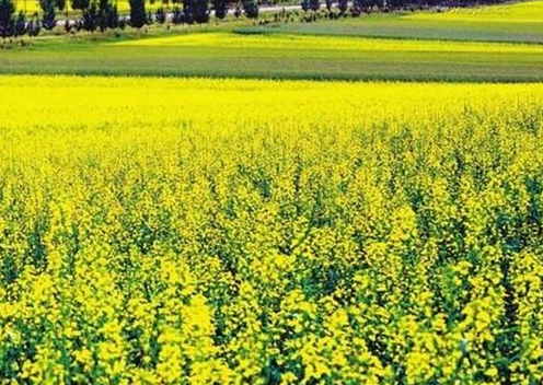 世界之最：世界最大的油菜籽——油菜收油菜籽6.25斤