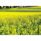 世界之最：世界最大的油菜籽——油菜收油菜籽6.25斤