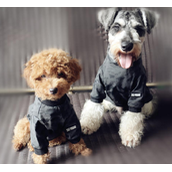 雪纳瑞和泰迪哪个好养（因这5点更多人养泰迪犬）