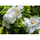 栀子花怎么养才能更旺盛开花多（栀子花怎么养得好）