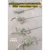 有人在麦田插钢筋损坏收割机：钢筋还特意用麦子包裹！