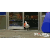 去码头整点薯条是什么梗