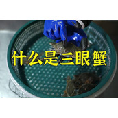 三眼蟹为什么没人吃（三眼蟹的营养价值非常高）