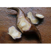 煮菱角为什么要放盐（水煮菱角的正确做法）