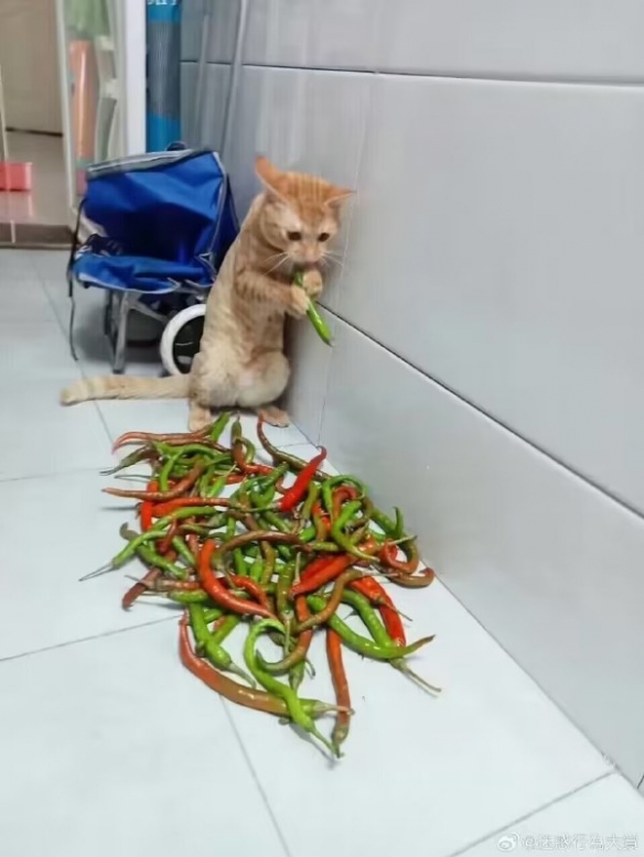 本站1