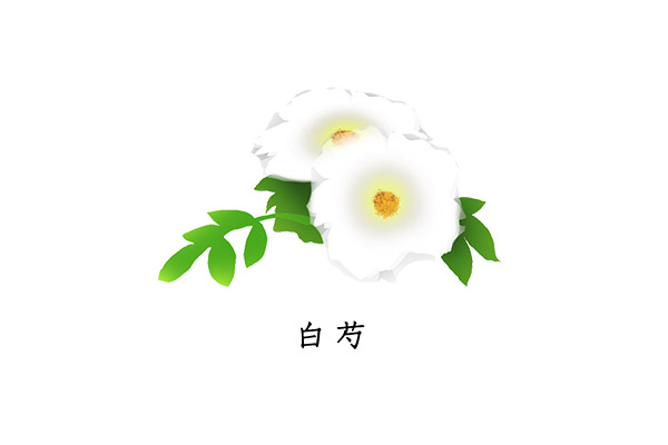 白芍.jpg