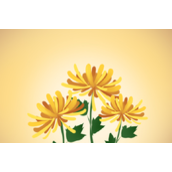 菊花陈皮泡水的功效是什么--菊花陈皮泡水有什么功效