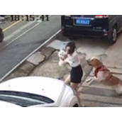 深圳一只金毛扑倒女子撕咬小狗 女子绝望呐喊！
