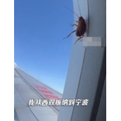 女子坐飞机看到蟑螂趴在窗外：从西双版纳一直看到宁波！
