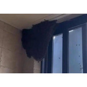 女子家中进蜜蜂半小时被筑超大蜂巢挺有意思