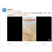 广东一海滩突然涌现大量海虾宁愿被白灼,也不愿被核污染