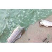 徐州一湖水质呈绿色出现死鱼 背后真相是什么？