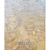 广东一海滩突然涌现大量海虾引围观 网友：宁愿进我肚子都不愿进海里！