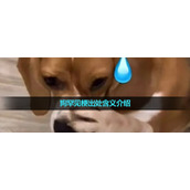 《抖音》狗罕见梗出处含义介绍