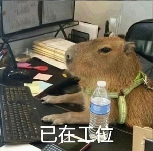 《抖音》水豚精神症状梗图高清无水印表情包分享