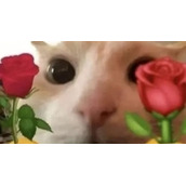 玫瑰玫瑰玫瑰是什么意思玫瑰玫瑰玫瑰出处及含义