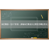 向日葵的一生8个阶段（探秘向日葵成长过程经历哪些变化）