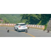 景区回应猴子“排兵布阵”围堵汽车 可能是拦车讨吃的！