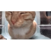 《抖音》新鲜哥橘猫全新梗图无水印表情包下载