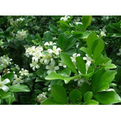 九里香绿植适合室内养吗（家里千万不能养九里香真的吗）