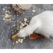 男子抓柯尔鸭当肉鸭吃赔了8千元 背后真相实在让人惊愕