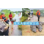 广东鳄鱼暴雨中出逃已抓回36条 背后真相实在让人惊愕
