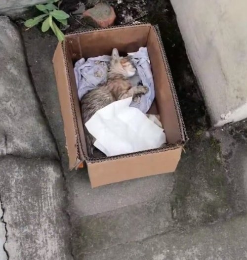 瘫痪小猫被中医学生1秒治好 网友：最强招生广告