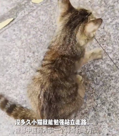瘫痪小猫被中医学生1秒治好 网友：最强招生广告