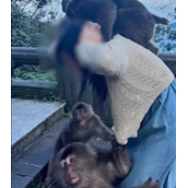 游客被峨眉山猴子围扑咬伤 景区回应来了！