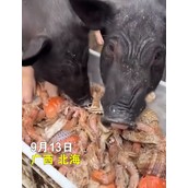 男子给猪喂皮皮虾螃蟹：想让它吃好点 养大了自己吃！
