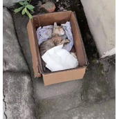 瘫痪小猫被中医学生1秒治好 网友：最强招生广告！