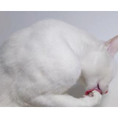 小猫能喝牛奶吗（关于小猫喝牛奶的营养和喂养建议）