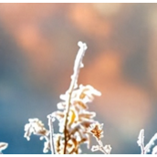 小寒是哪个季节的节气（小寒节气的习俗都有哪些呢）