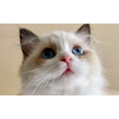小猫一直打喷嚏是怎么回事（小猫持续打喷嚏的原因和处理方法）
