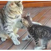 猫咪蹭来蹭去是什么意思（解读猫咪常见蹭动行为背后的含义）