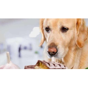 为什么狗不能吃巧克力(狗食用巧克力的危害和原因)