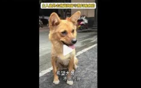 主人意外去世黄狗留守数月被救助 内幕曝光简直太意外了