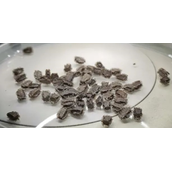 海关查获166枚异宠虫卵：多刺鬼竹节虫等你见过吗?