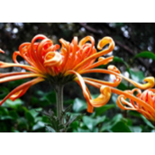 菊花在哪个季节开放（怎么做才能让菊花快速开花呢）