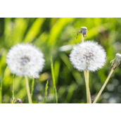 蒲公英开花时间是什么时候（什么时候采摘蒲公英好）