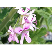 九里香能驱蚊虫吗（分享四种具有驱赶蚊虫作用的花卉）