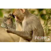 猴子行为梗是什么意思